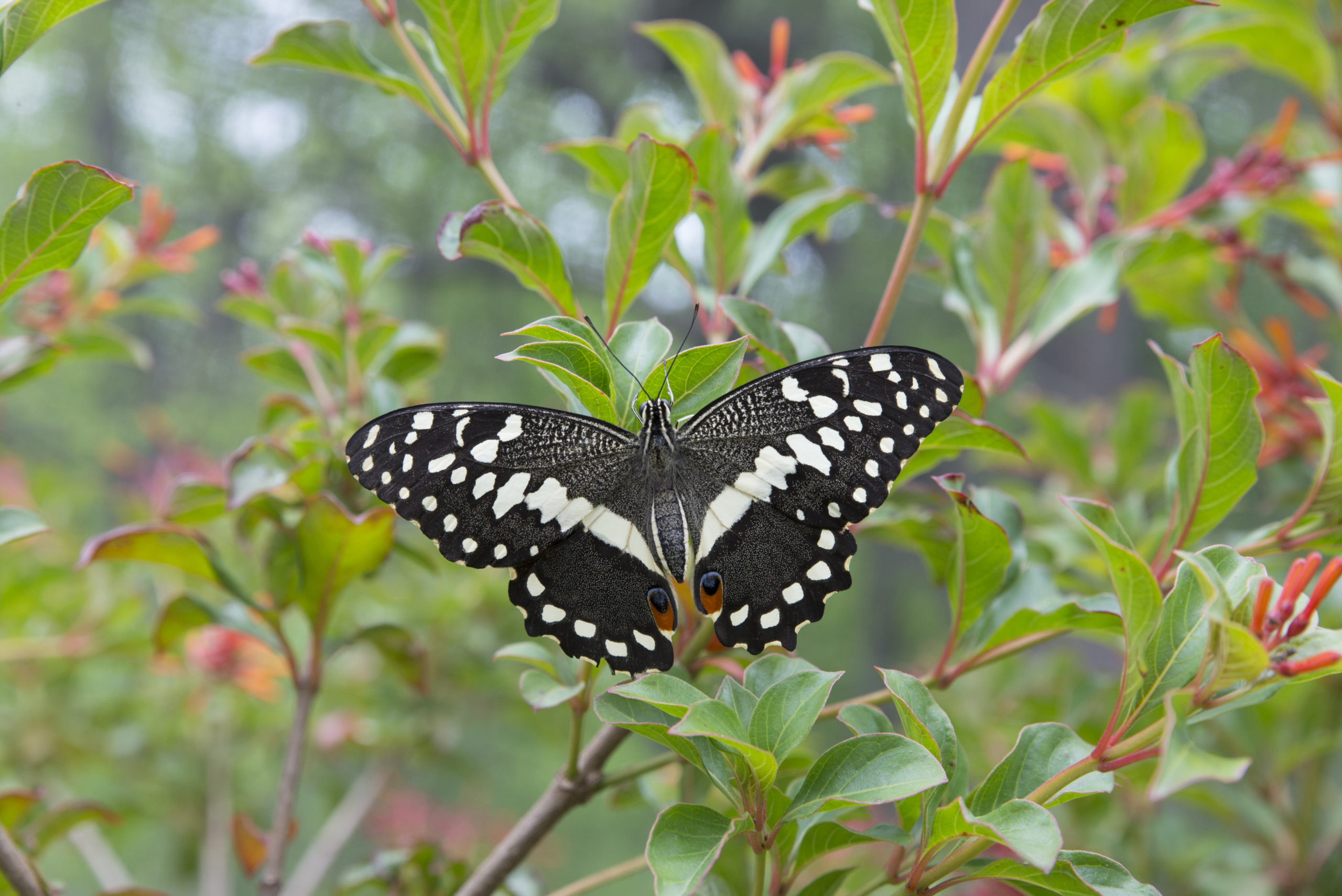 Butterflies & Blooms  Chicago Botanic Garden