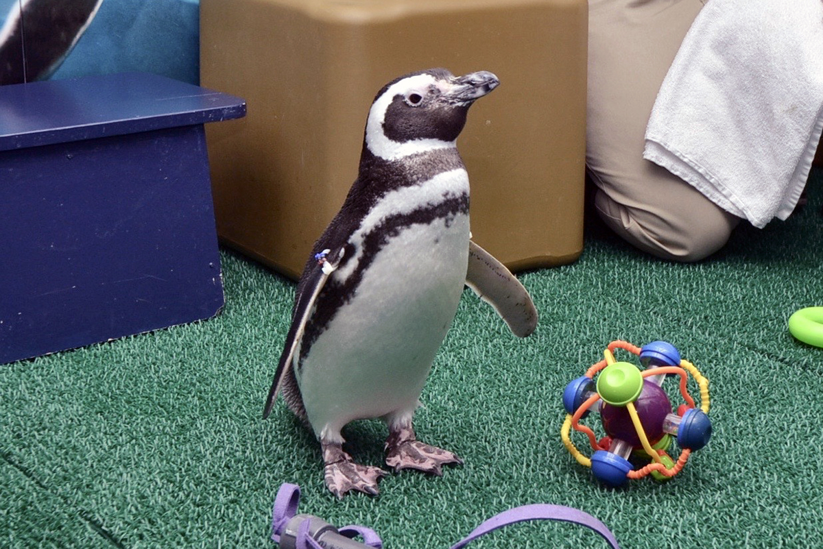 Shedd Aquarium s Penguin Encounter is a can t miss experience