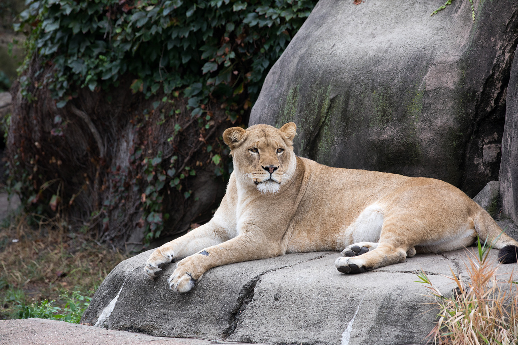 Searle Visitor Center, Lincoln Park Zoo