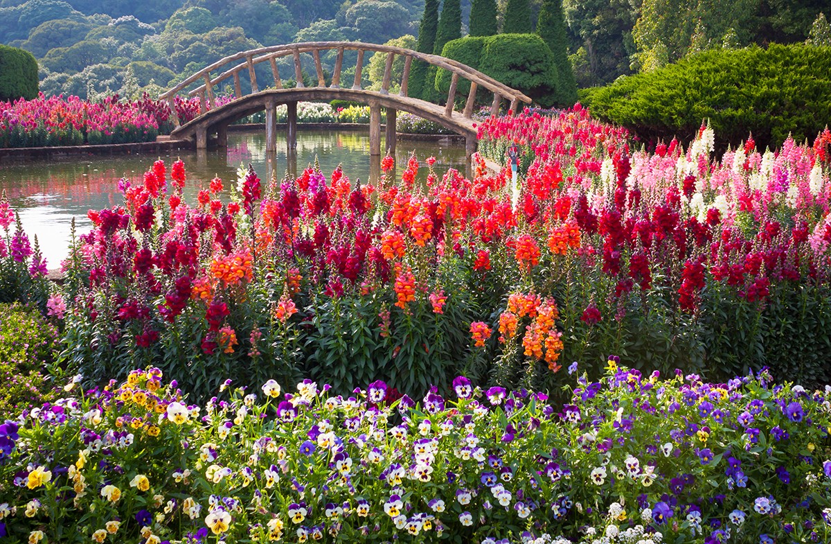 Garden of Flowers