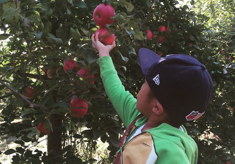 Apple Orchards in Chicagoland Near Me Chicago Parent