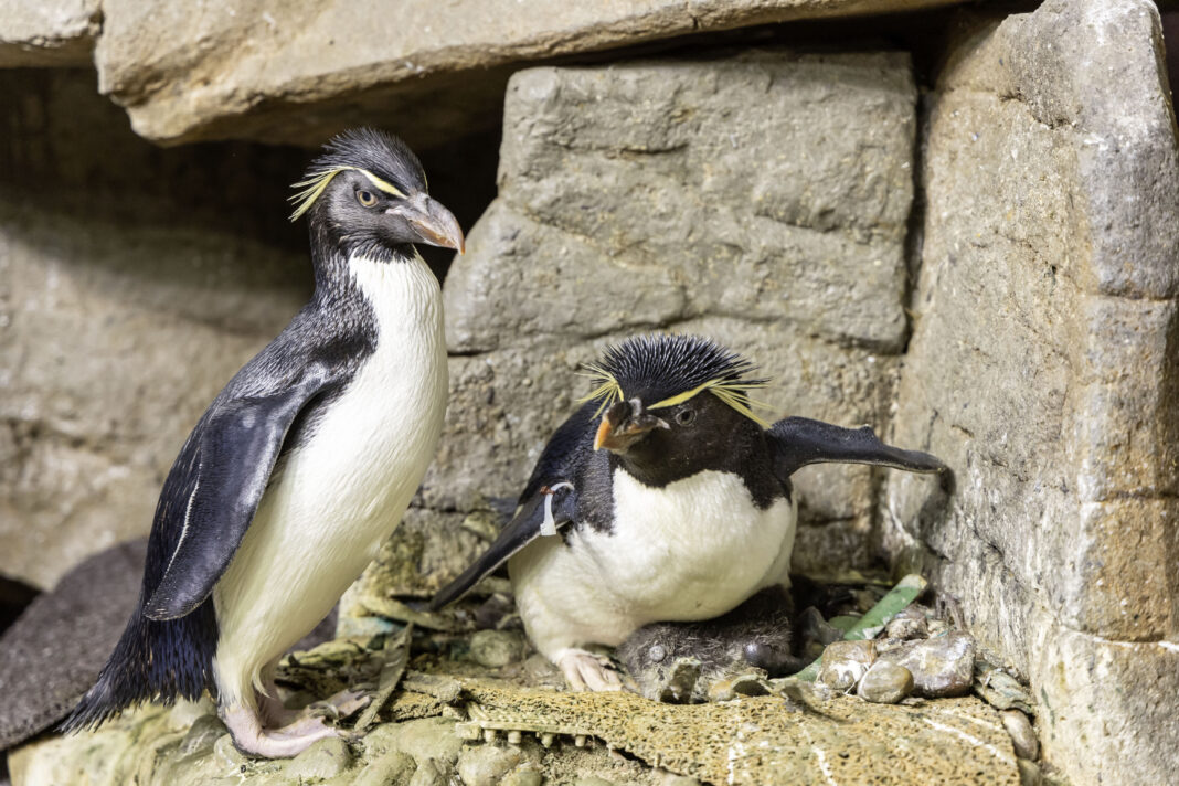 Free Days at the Shedd Aquarium in 2025 Chicago Parent