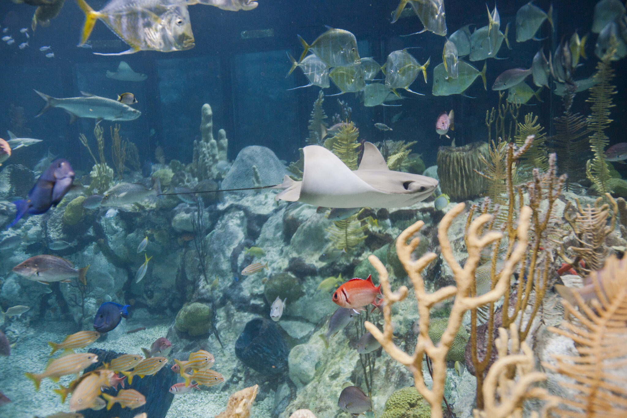 Free Days at the Shedd Aquarium in 2025 Chicago Parent