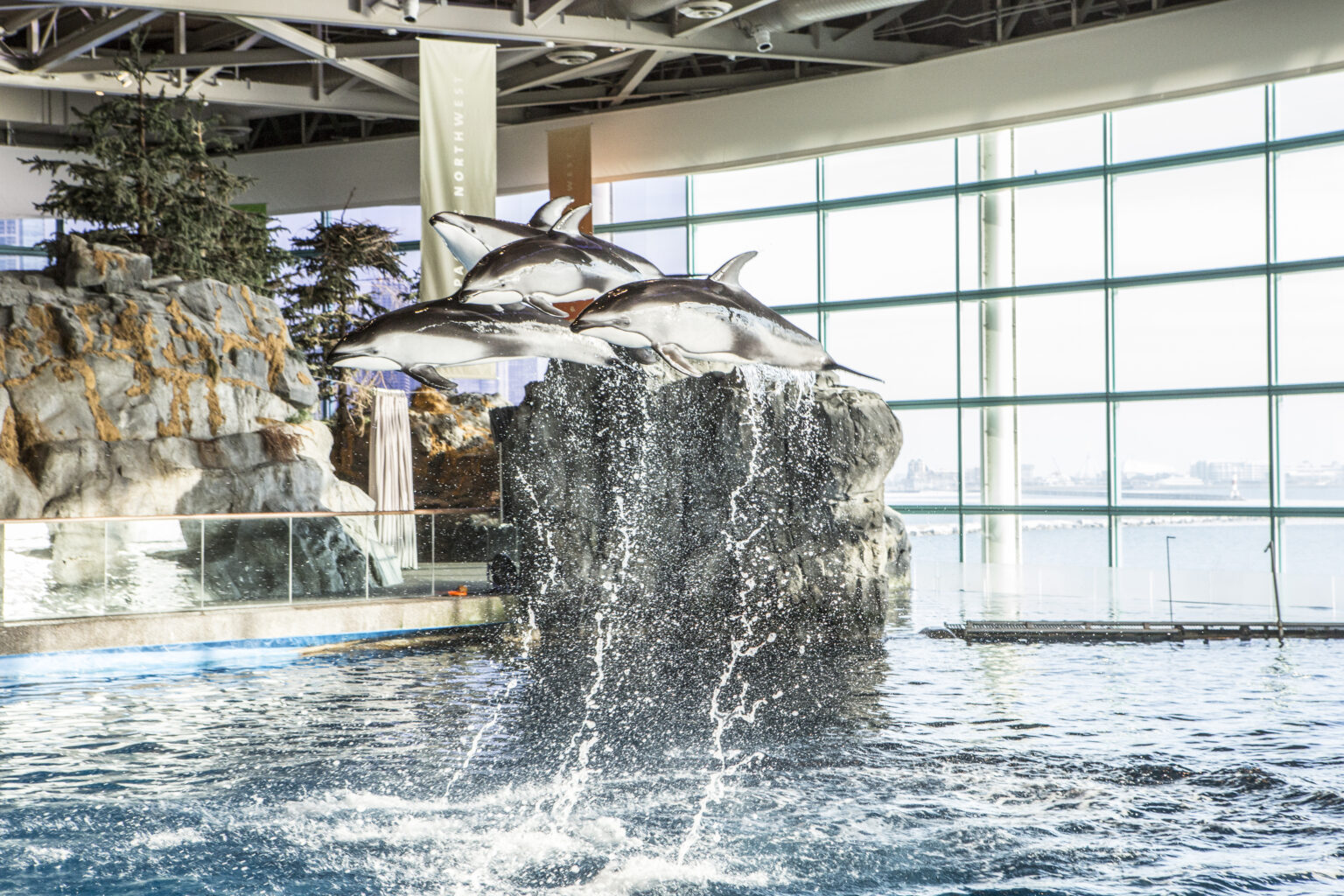 Free Days at the Shedd Aquarium in 2025 Chicago Parent