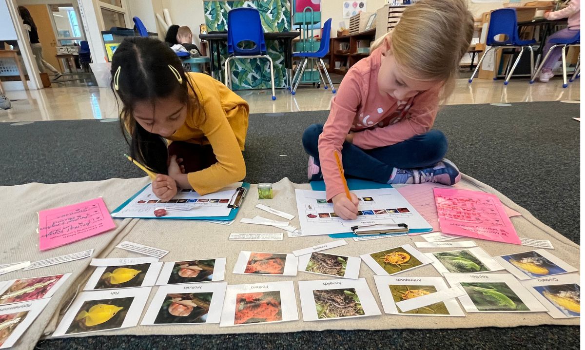 Two young students engaged in a sorting activity in a Montessori classroom, organizing pictures of animals and plants while writing on worksheets as part of an interactive learning session.