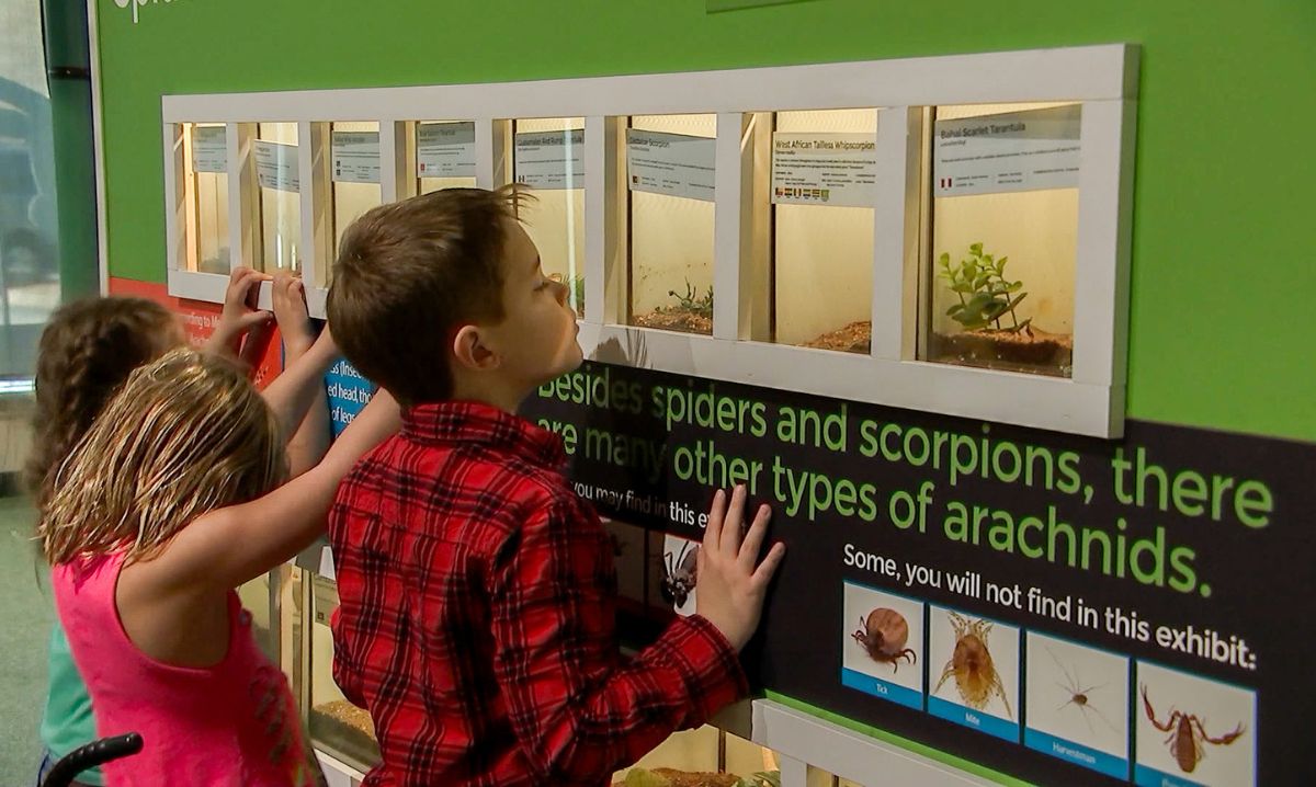 The Art and Science of Arachnids